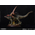 Gigantspinosaurus et Inner Mongolia Velociraptor Dam Toys 904604