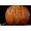 Halloween Jack-O-Lantern Life-Size Replica PCS PCSHALJOL11 913970