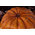 Halloween Jack-O-Lantern Life-Size Replica PCS PCSHALJOL11 913970