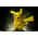 Pokémon Pikachu Life-Size Figure Sideshow Collectibles 400392